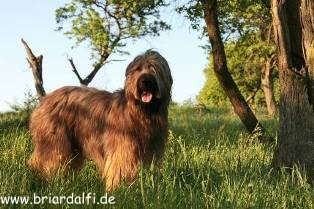 Briard 'Alfi de la Sorcière Fauve'
